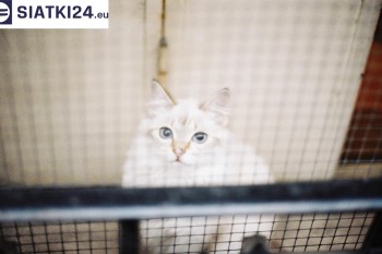 Siatki Świdnica - Zabezpieczenie balkonu siatką - Kocia siatka - bezpieczny kot dla terenów Świdnicy