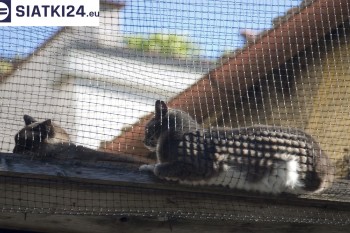 Siatki Świdnica - Siatka na balkony dla kota i zabezpieczenie dzieci dla terenów Świdnicy